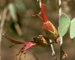 Bauhinia Flowers