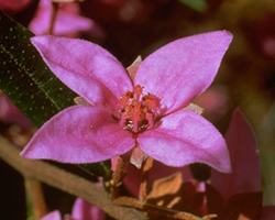 Boronia