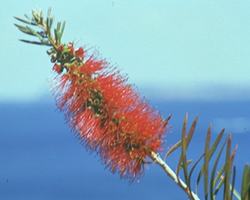 Bottlebrush