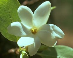 Gardenia Flower