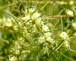 Dagger Hakea