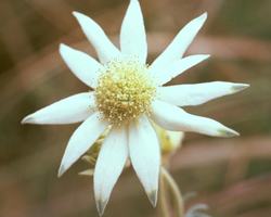 Flannel Flower