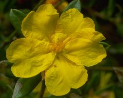 Hibbertia