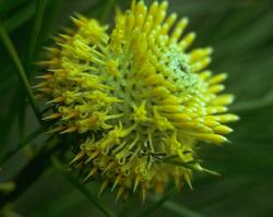 Isopogon