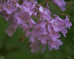 Jacaranda Flower