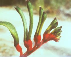 Kangaroo Paw Flower