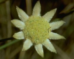 Little Flannel Flower