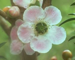 Peach-Flowered Tea Tree