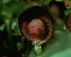 Red Helmet Orchid