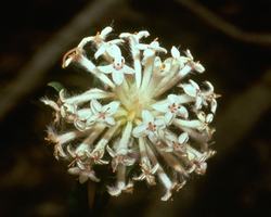 Slender Rice Flower