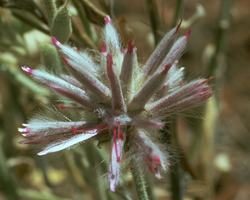 Pink Mulla Mulla Flower