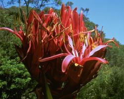 Gymea Lily