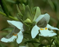 Mint Bush